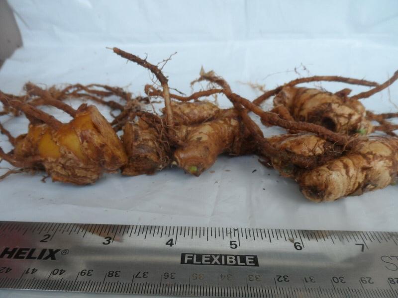 4 Shampoo Ginger Rhizomes, Zingiber Zerumbet, Pine Cone