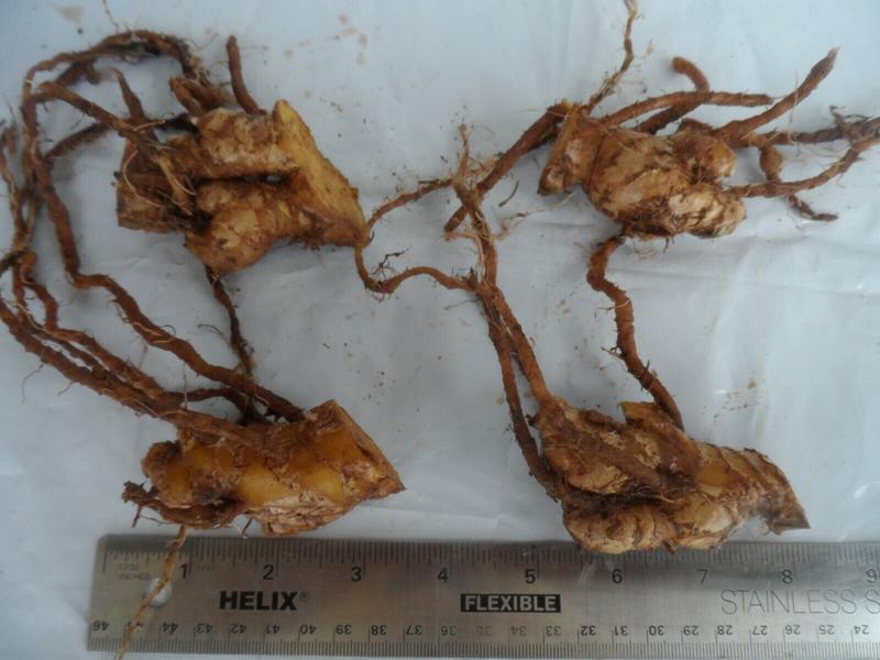 4 Shampoo Ginger Rhizomes, Zingiber Zerumbet, Pine Cone