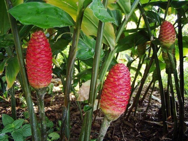 4 Shampoo Ginger Rhizomes, Zingiber Zerumbet, Pine Cone