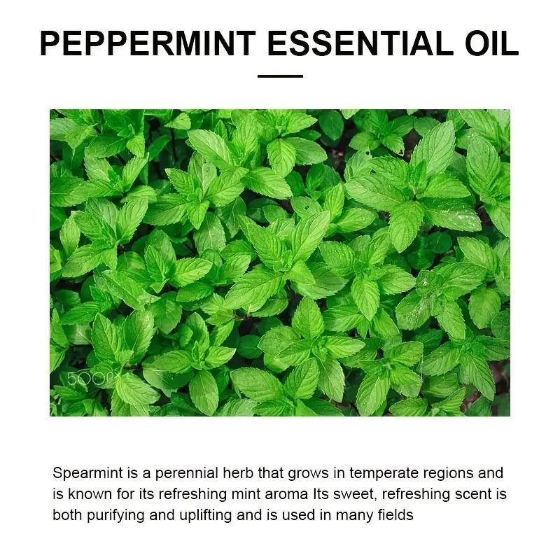 30ml Peppermint Essential Oil, 1 Count Multi-purpose Natural Herbal Essential Oil for Face Nails Body Skin, Personal Care Essential Oil for Skincare Body Massage & Aromatherapy